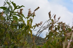 Salvia lasiantha