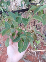 Leptolobium dasycarpum