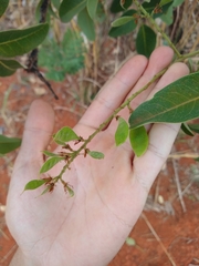 Leptolobium dasycarpum