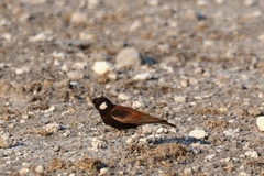 Eremopterix leucotis