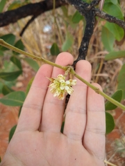 Leptolobium dasycarpum