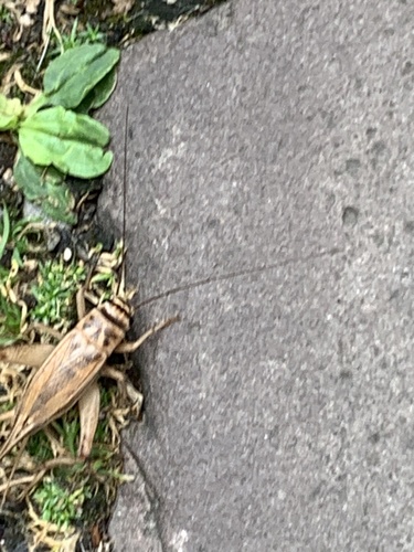 Acheta domesticus