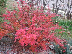 Berberis