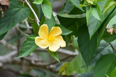 Dendrosida sharpiana