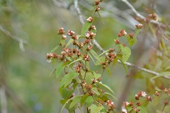 Melochia nodiflora