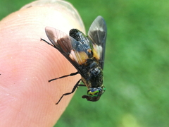 Chrysops caecutiens