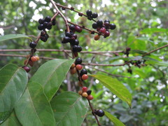 Bridelia insulana