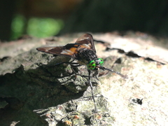 Chrysops caecutiens