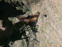 Chrysops caecutiens