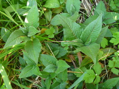 Koenigia polystachya