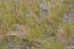 Muhlenbergia versicolor