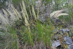 Muhlenbergia versicolor