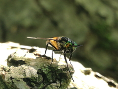 Chrysops caecutiens