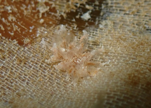 Janolus hyalinus