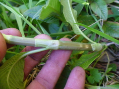 Koenigia polystachya