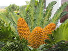 Encephalartos transvenosus