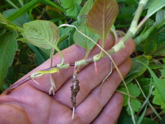 Koenigia polystachya