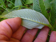 Koenigia polystachya