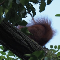 Sciurus vulgaris