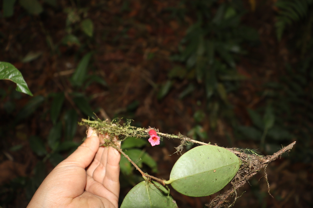 Oreanthes hypogaeus