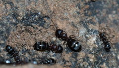 Camponotus vestitus