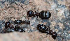 Camponotus vestitus