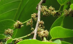 Bridelia insulana
