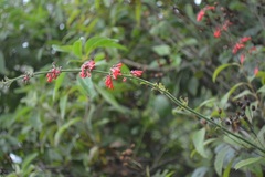 Russelia verticillata