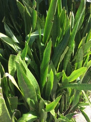 Dracaena hyacinthoides image