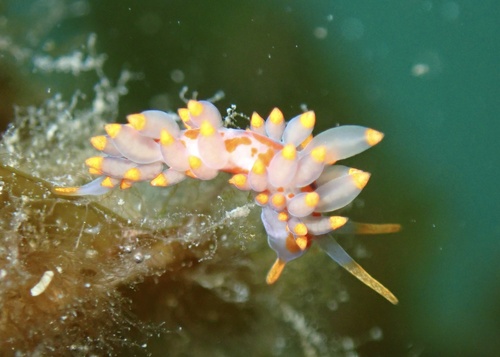 Eubranchus farrani