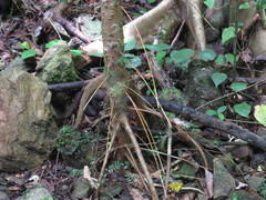 Bridelia insulana
