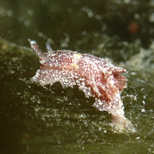 Pelagella castanea