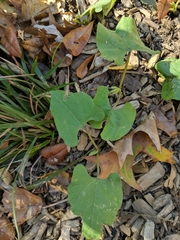 Aristolochia macrophylla
