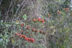 Russelia verticillata