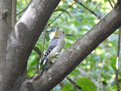 Melanerpes aurifrons