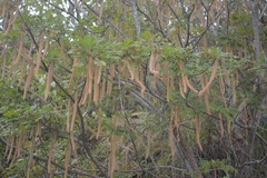 Alvaradoa amorphoides