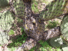 (c) Ulises Pinedo, some rights reserved (CC BY) Opuntia streptacantha, photograph (c) Ulises Pinedo, some rights reserved (CC BY)