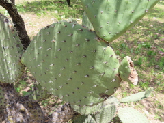 (c) Ulises Pinedo, some rights reserved (CC BY) Opuntia streptacantha, photograph (c) Ulises Pinedo, some rights reserved (CC BY)