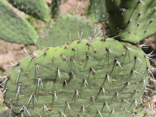 Opuntia streptacantha, photograph 6