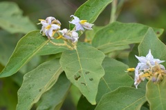 Solanum hispidum