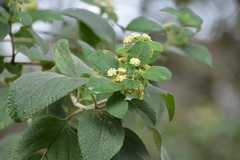 Lippia umbellata