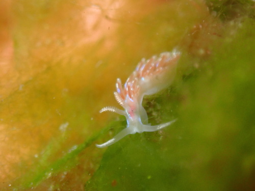 Facelina auriculata