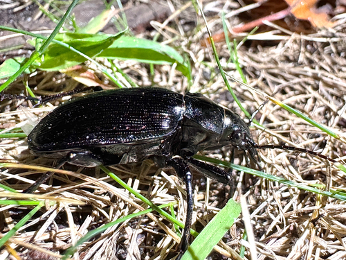 Black Caterpillar Hunter photo 5