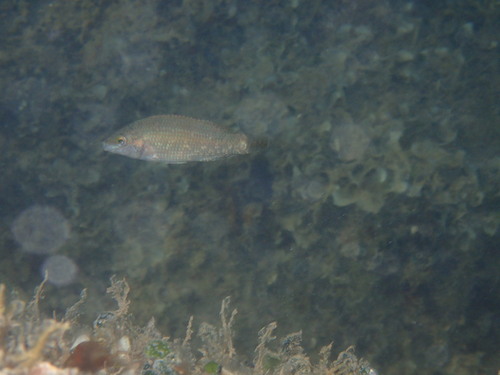 East Atlantic Peacock Wrasse, Ližnjan, HR-IS, HR, photo 2 of 10