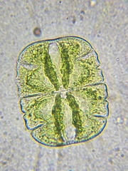 Micrasterias truncata