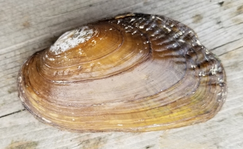 Flutedshell