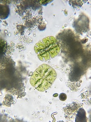 Micrasterias truncata