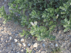 Heliotropium molle