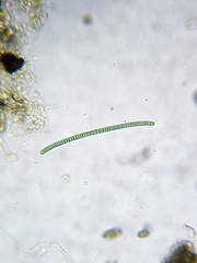 Oscillatoriaceae
