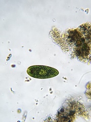 Euglena oblonga